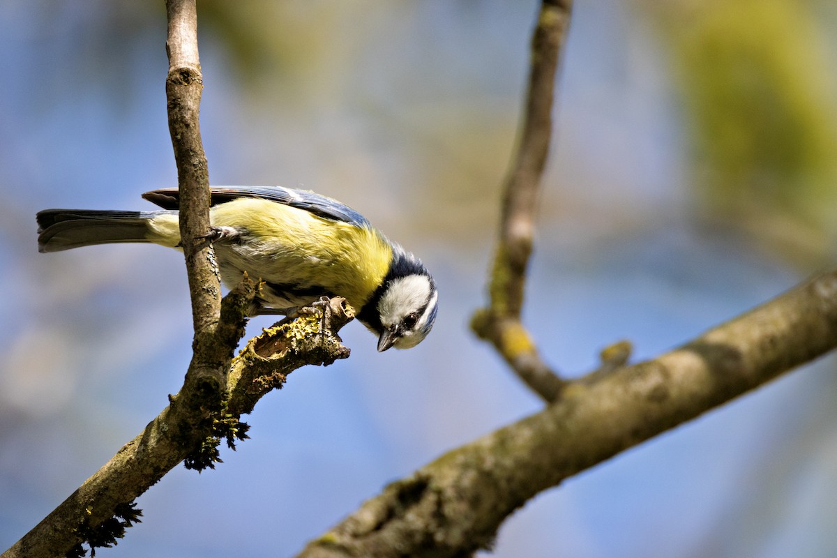 Eurasian Blue Tit - ML618254105