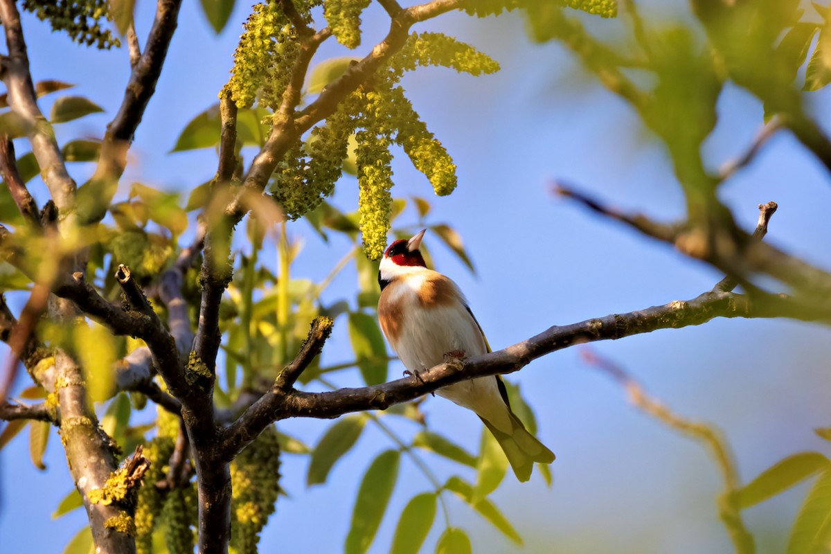 European Goldfinch - ML618254107