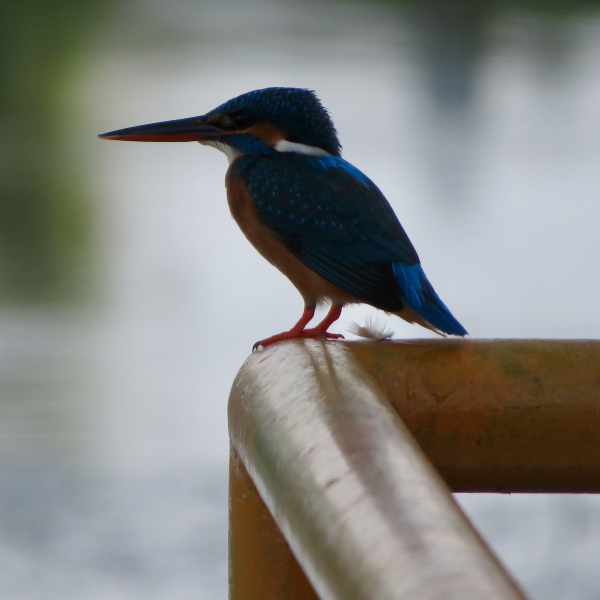 Common Kingfisher - ML618254113