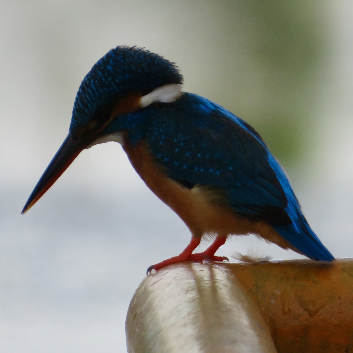 Common Kingfisher - ML618254114