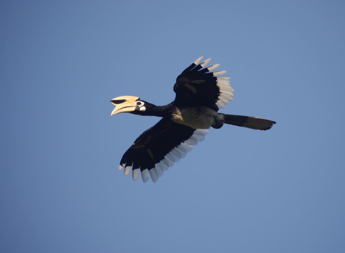 Oriental Pied-Hornbill - Mark  Hogarth