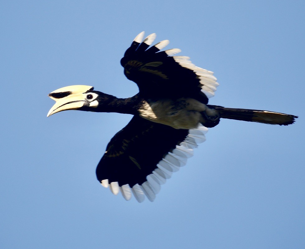 Oriental Pied-Hornbill - Mark  Hogarth