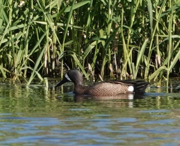 Blue-winged Teal - ML618254125