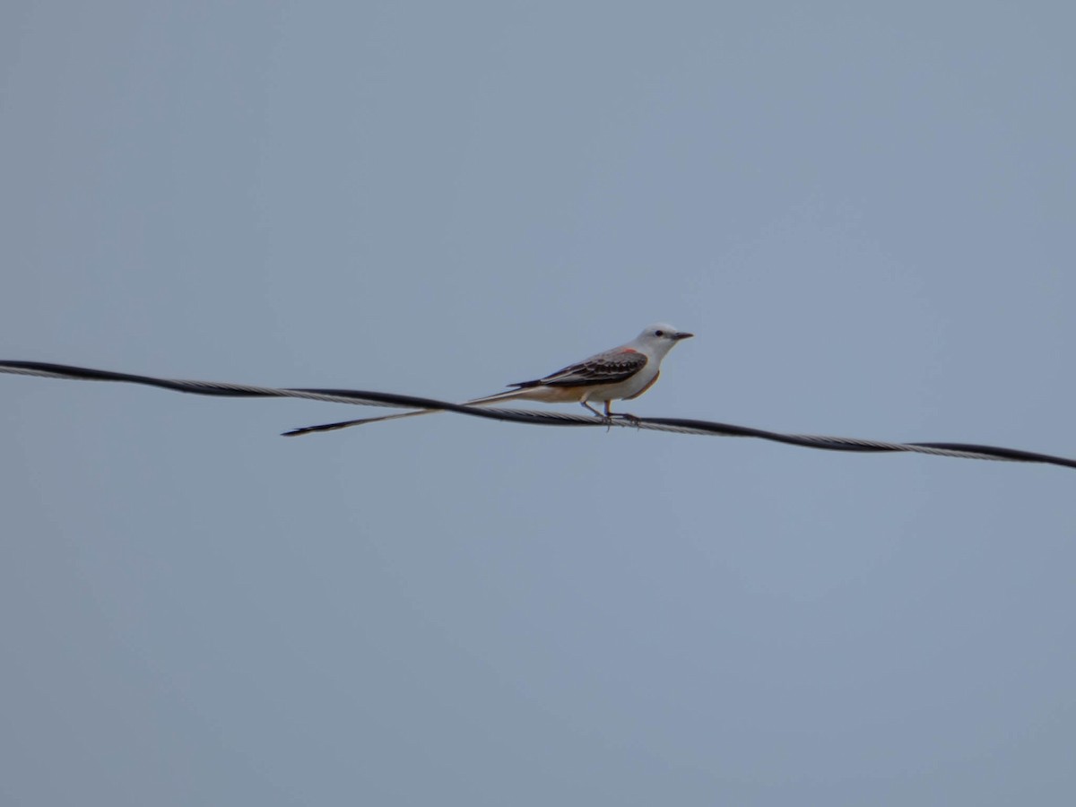 Scissor-tailed Flycatcher - Todd Bensmiller