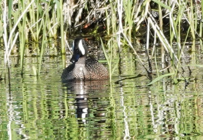 Blue-winged Teal - ML618254132