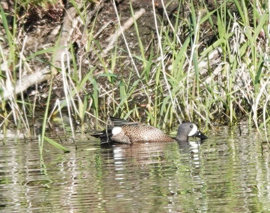 Blue-winged Teal - ML618254133