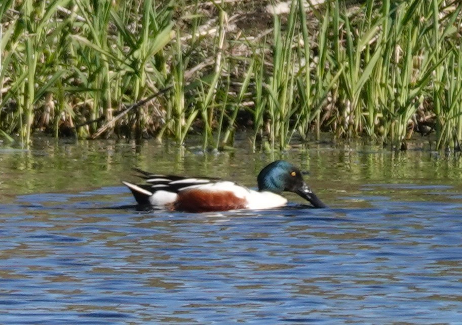 Northern Shoveler - franci Holtslander