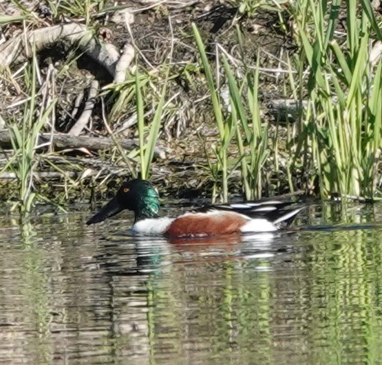 Northern Shoveler - franci Holtslander