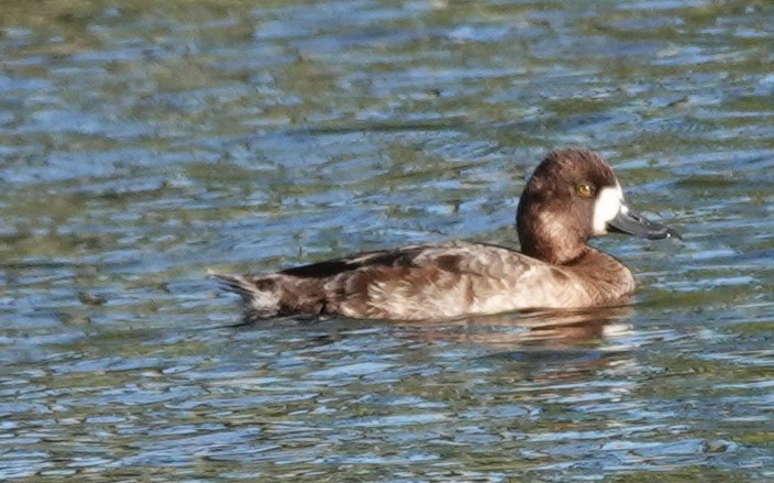 Lesser Scaup - franci Holtslander