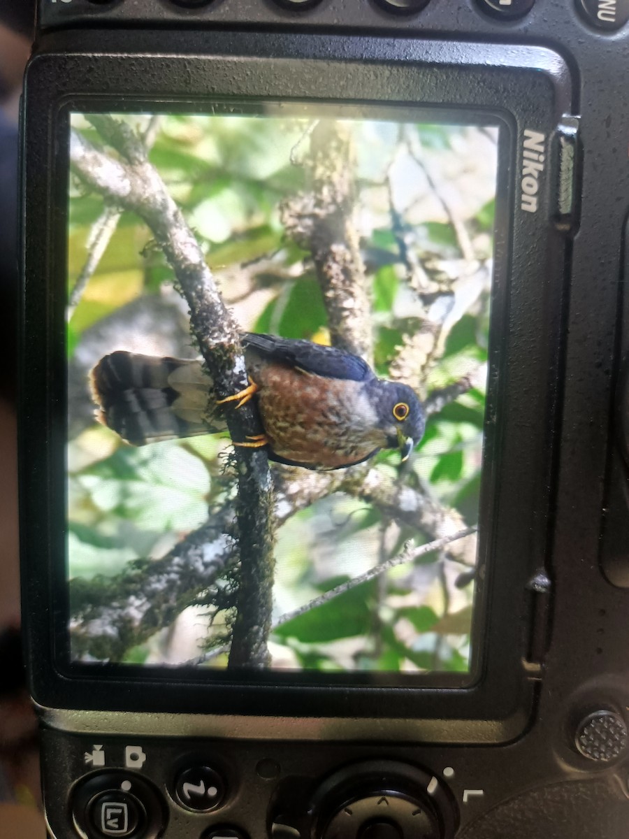 Hodgson's Hawk-Cuckoo - Sandeep Ramz