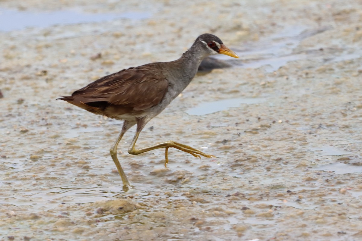 White-browed Crake - David Morrison