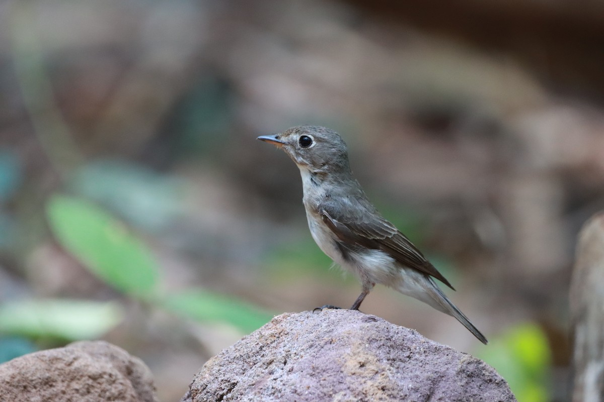 Asian Brown Flycatcher - Orathai Naumphan