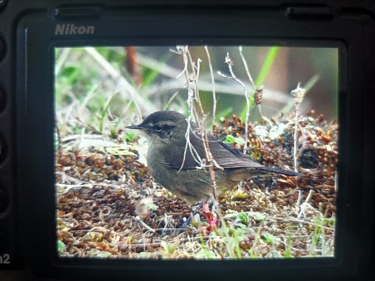 Mosquitero Ahumado - ML618254178