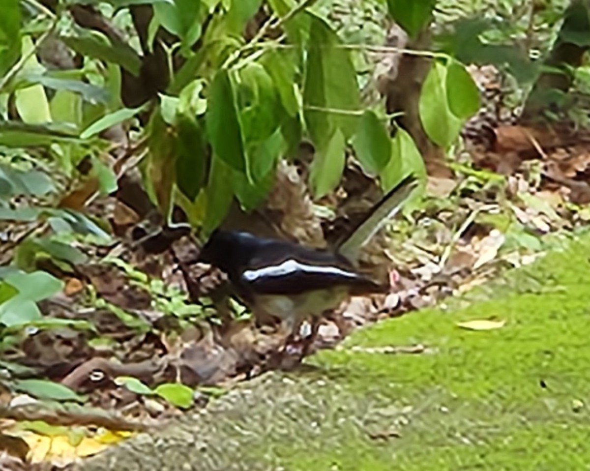 Oriental Magpie-Robin - Chengheng Hu