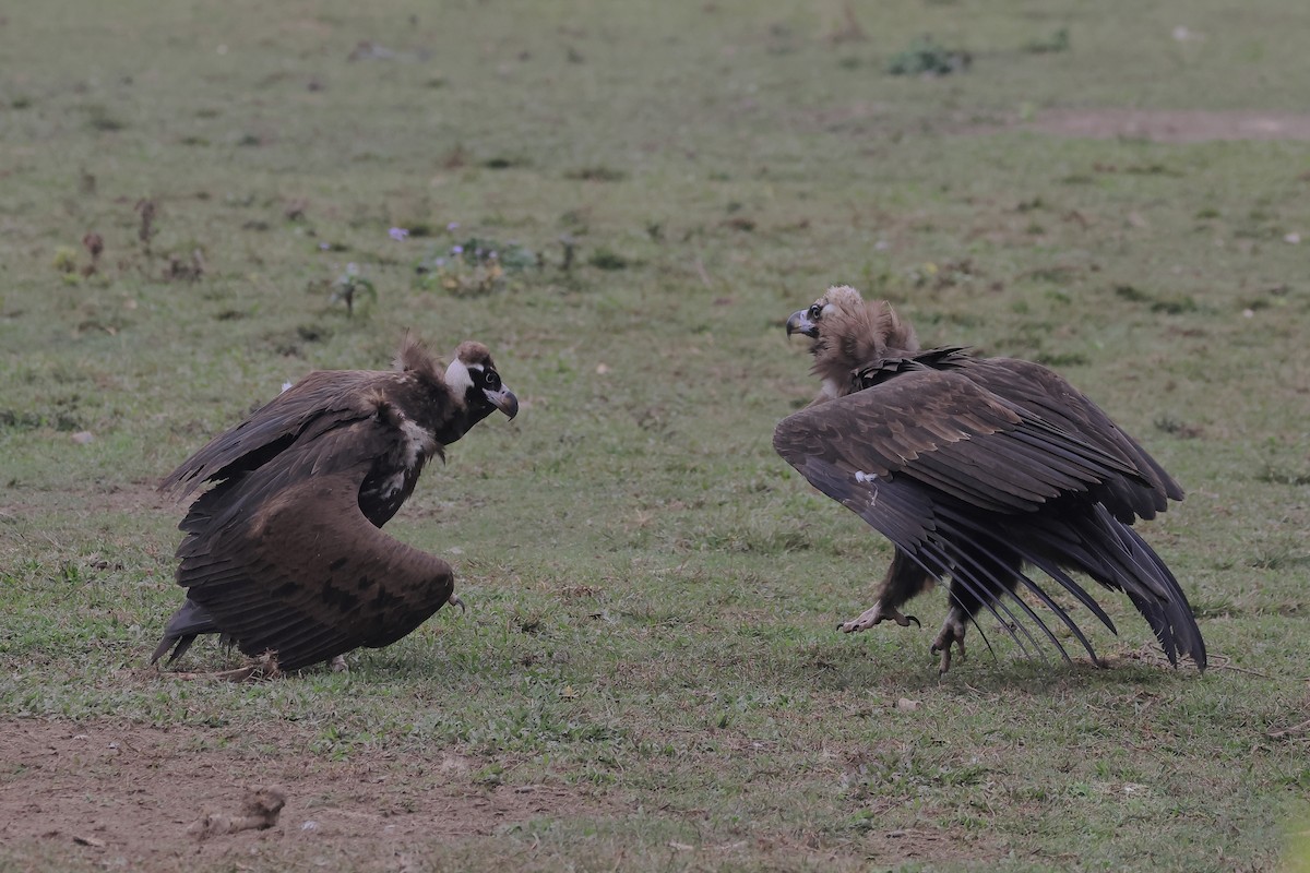 Cinereous Vulture - ML618254271
