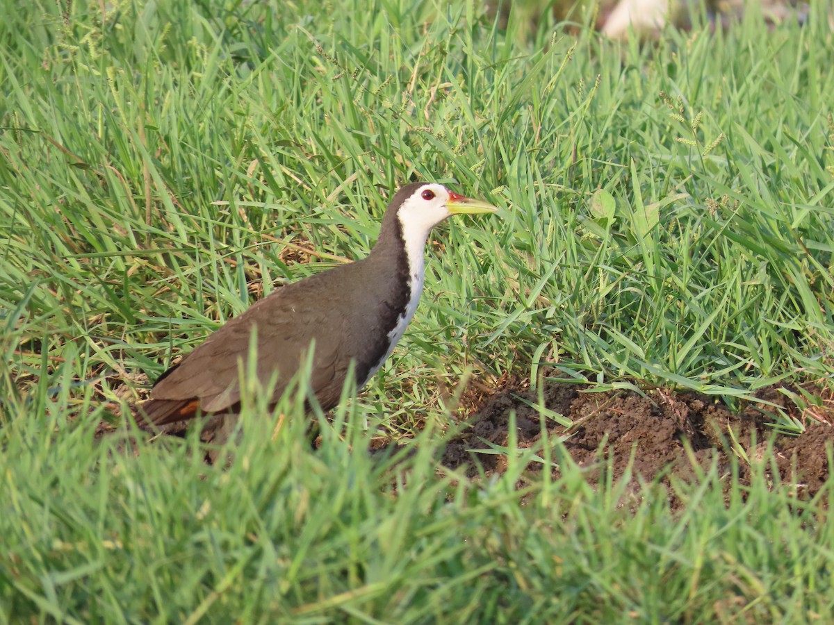 White-breasted Waterhen - Shilpa Gadgil