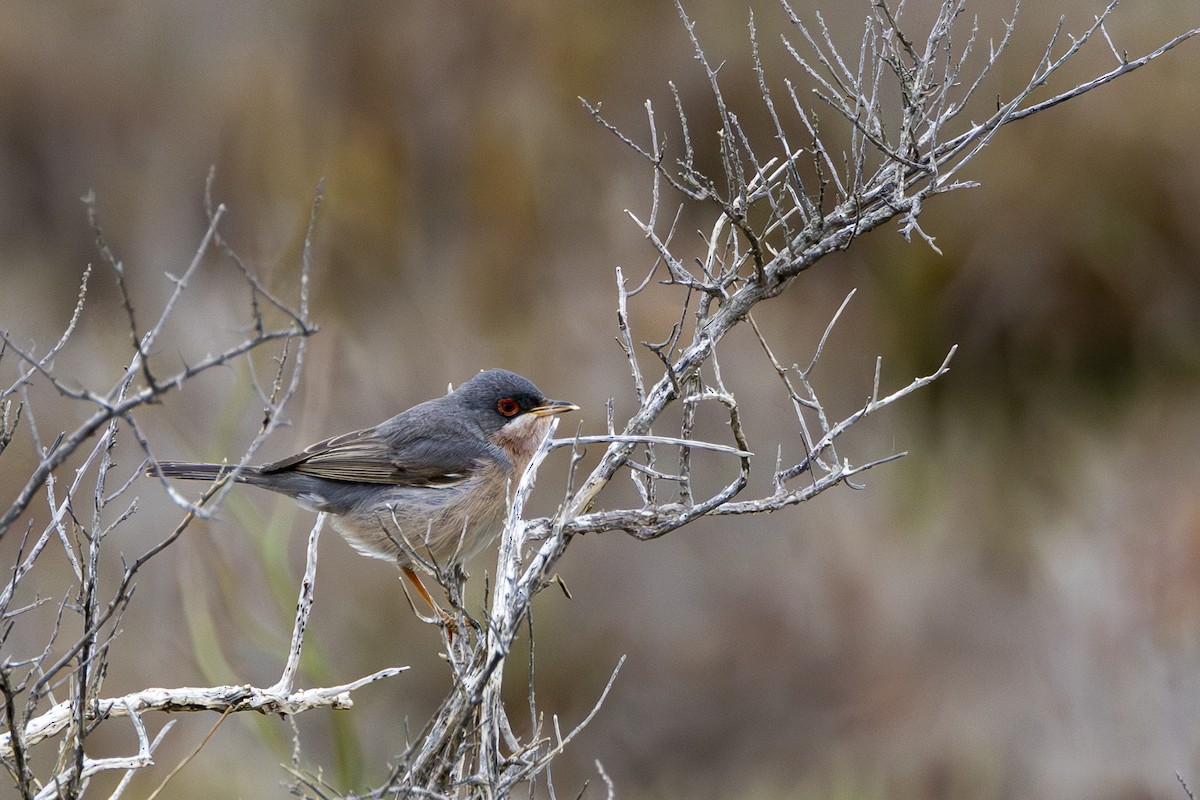 Moltoni's Warbler - Karsten Schmale