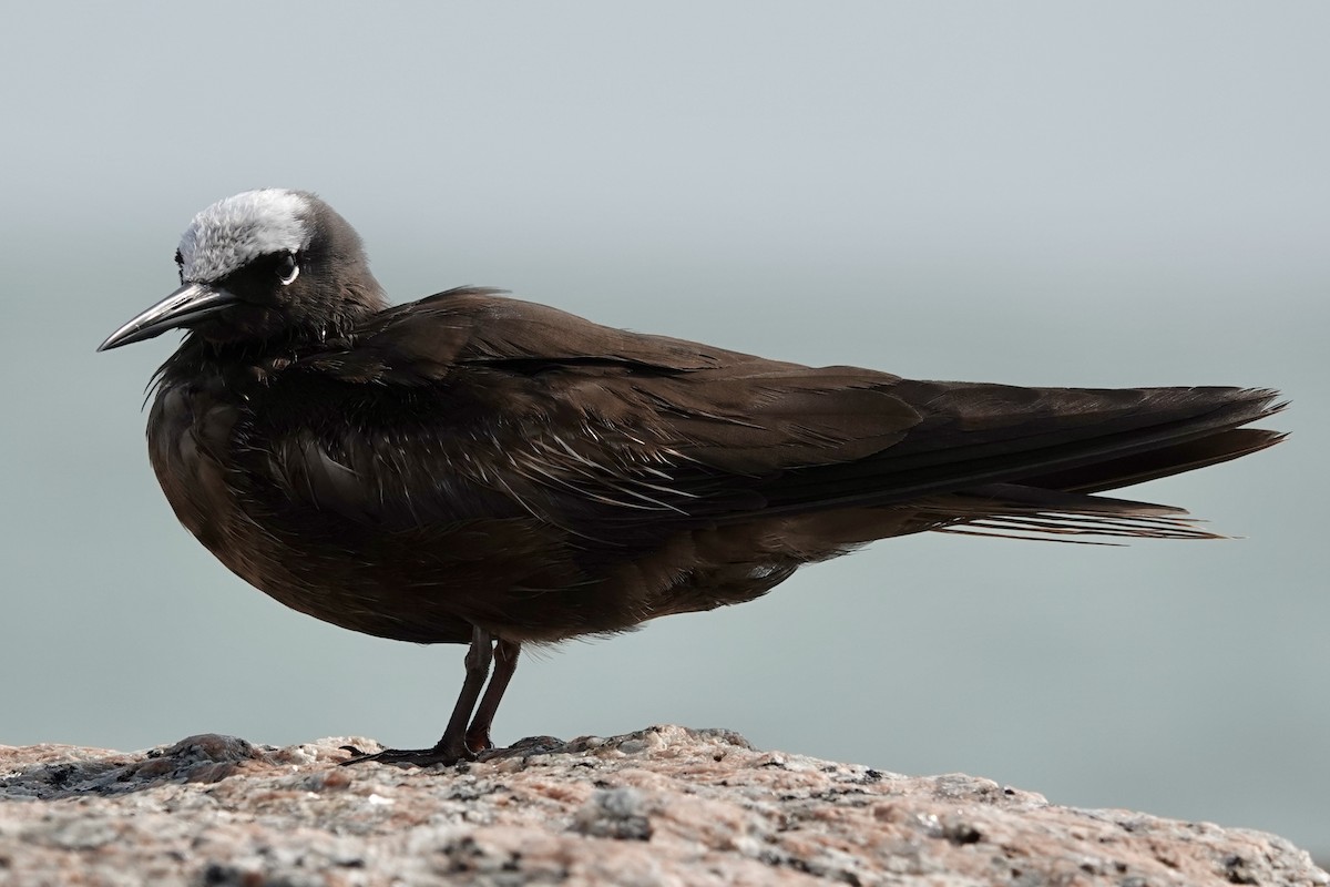 Black Noddy - Barbara Pankratz