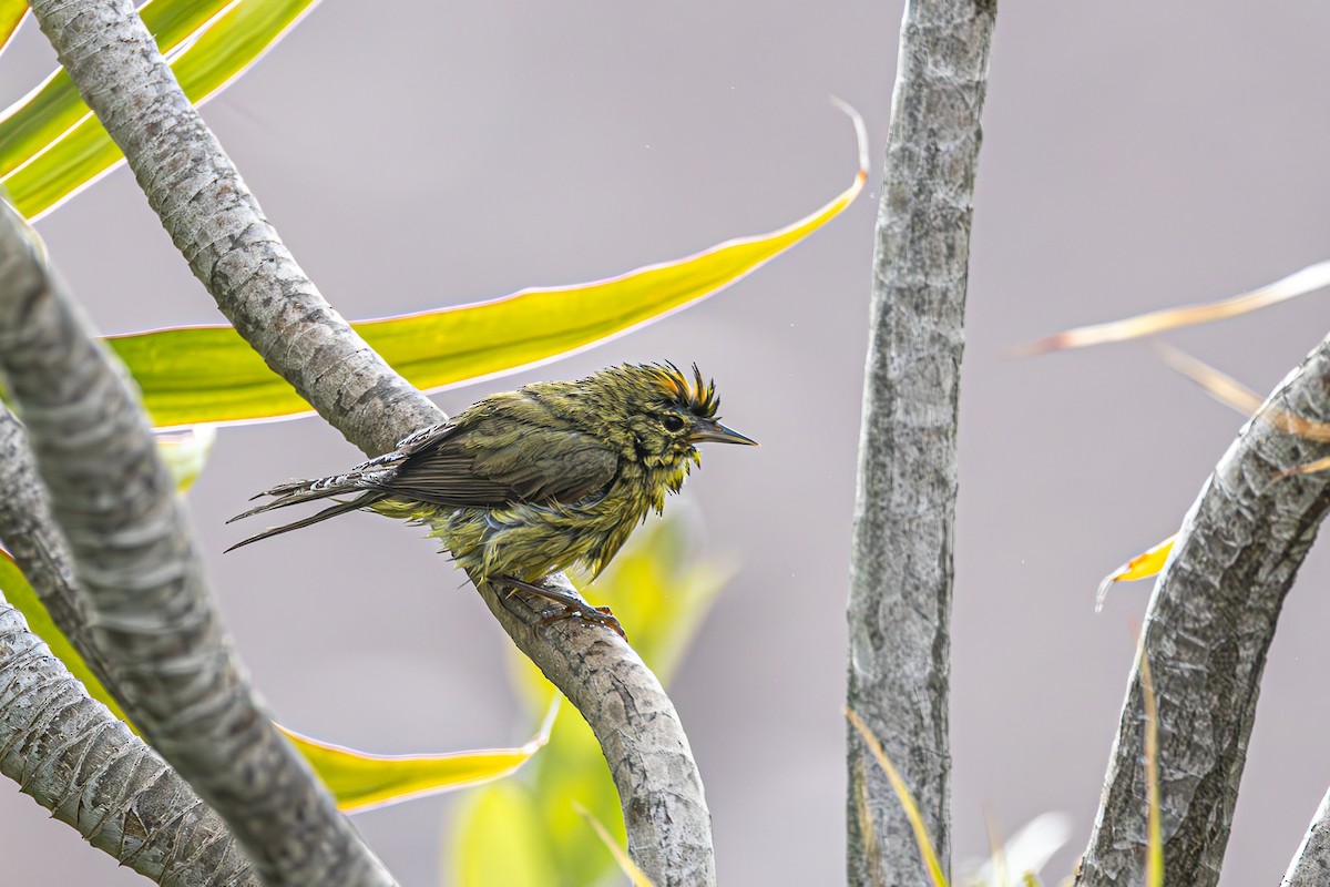 Orange-crowned Warbler - Betty Stevens