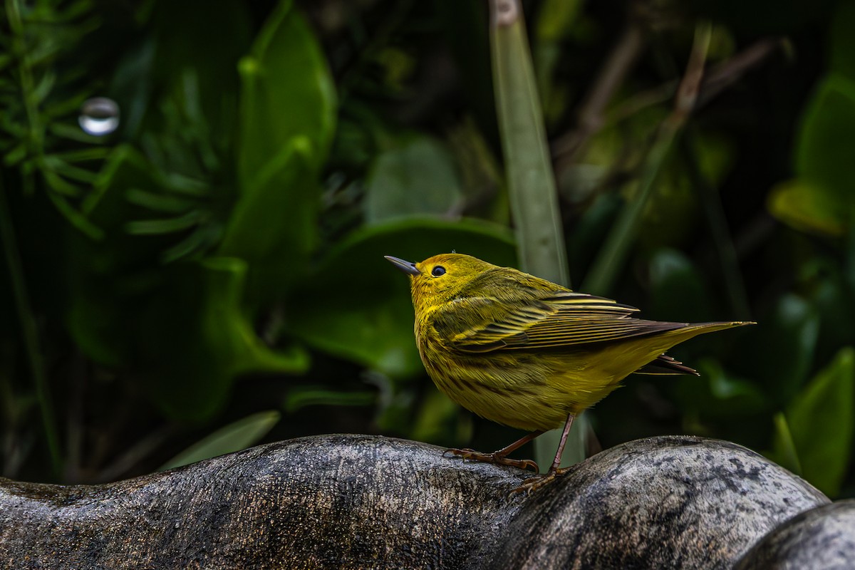 Yellow Warbler - Betty Stevens