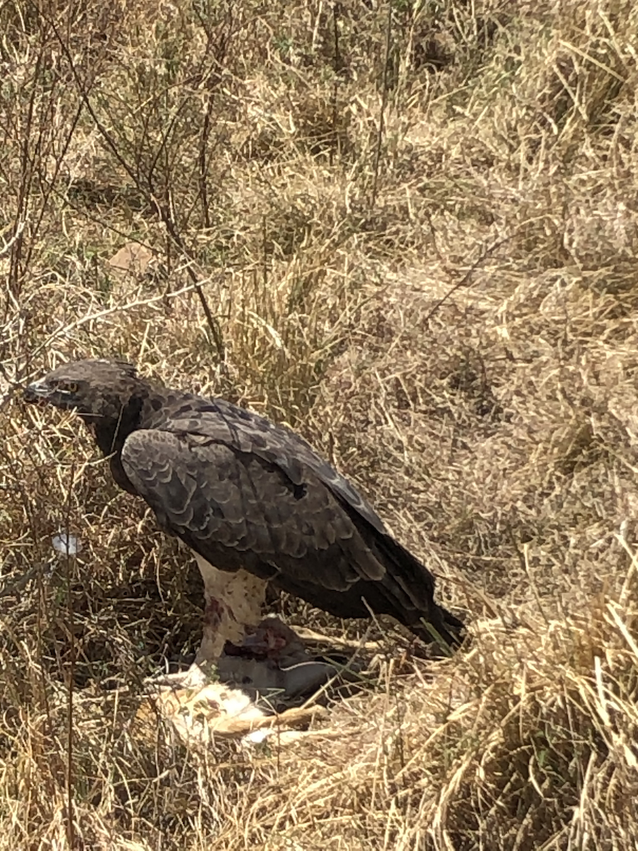 Martial Eagle - Roger Hurt