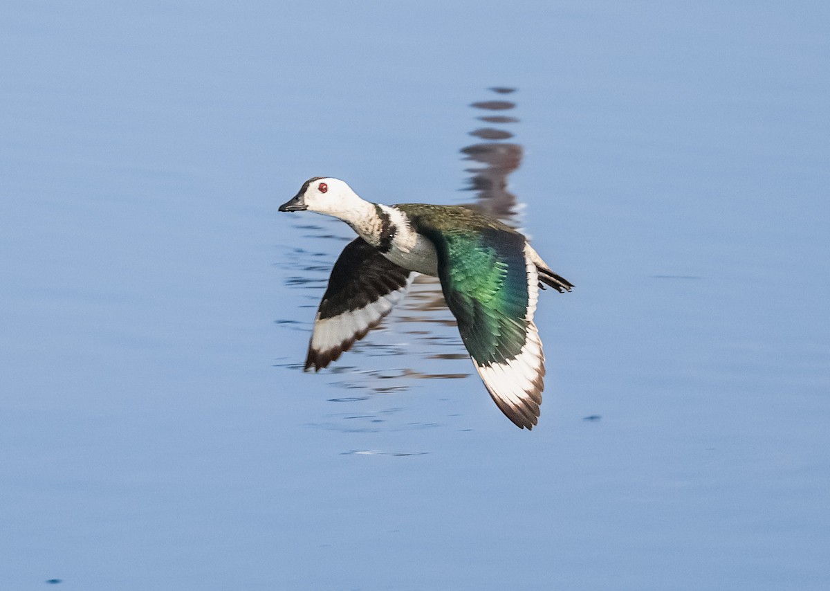 Cotton Pygmy-Goose - Akshat K