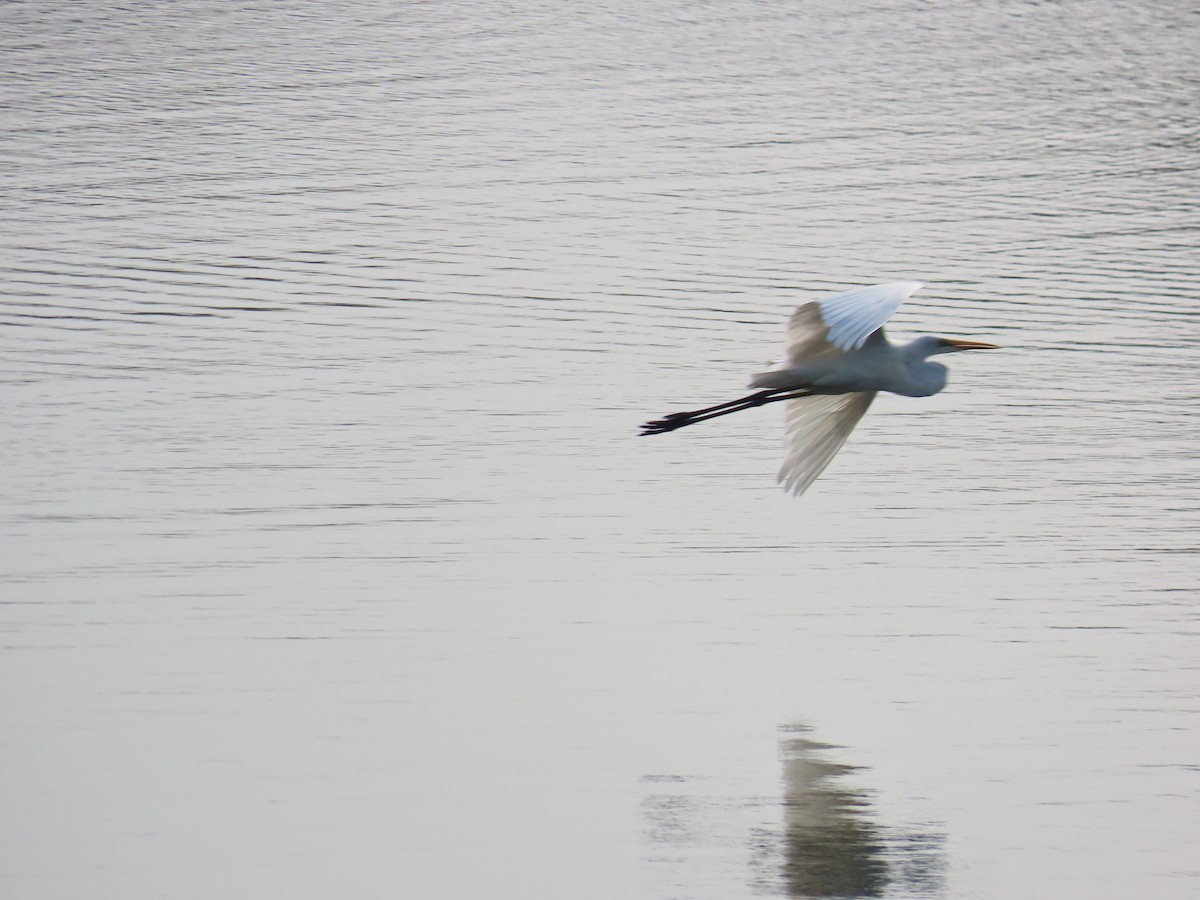 Great Egret - Shilpa Gadgil