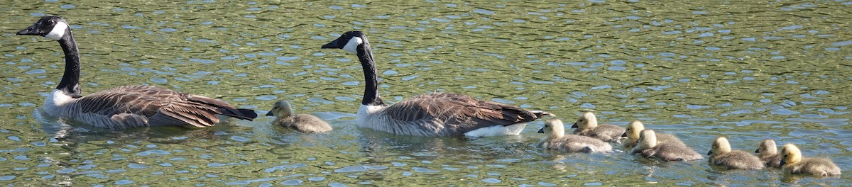 Canada Goose - ML618254337