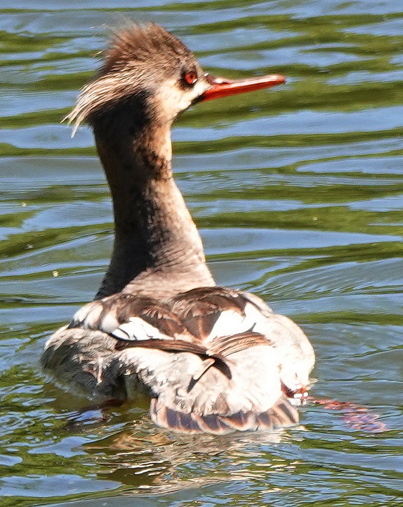 Red-breasted Merganser - ML618254342