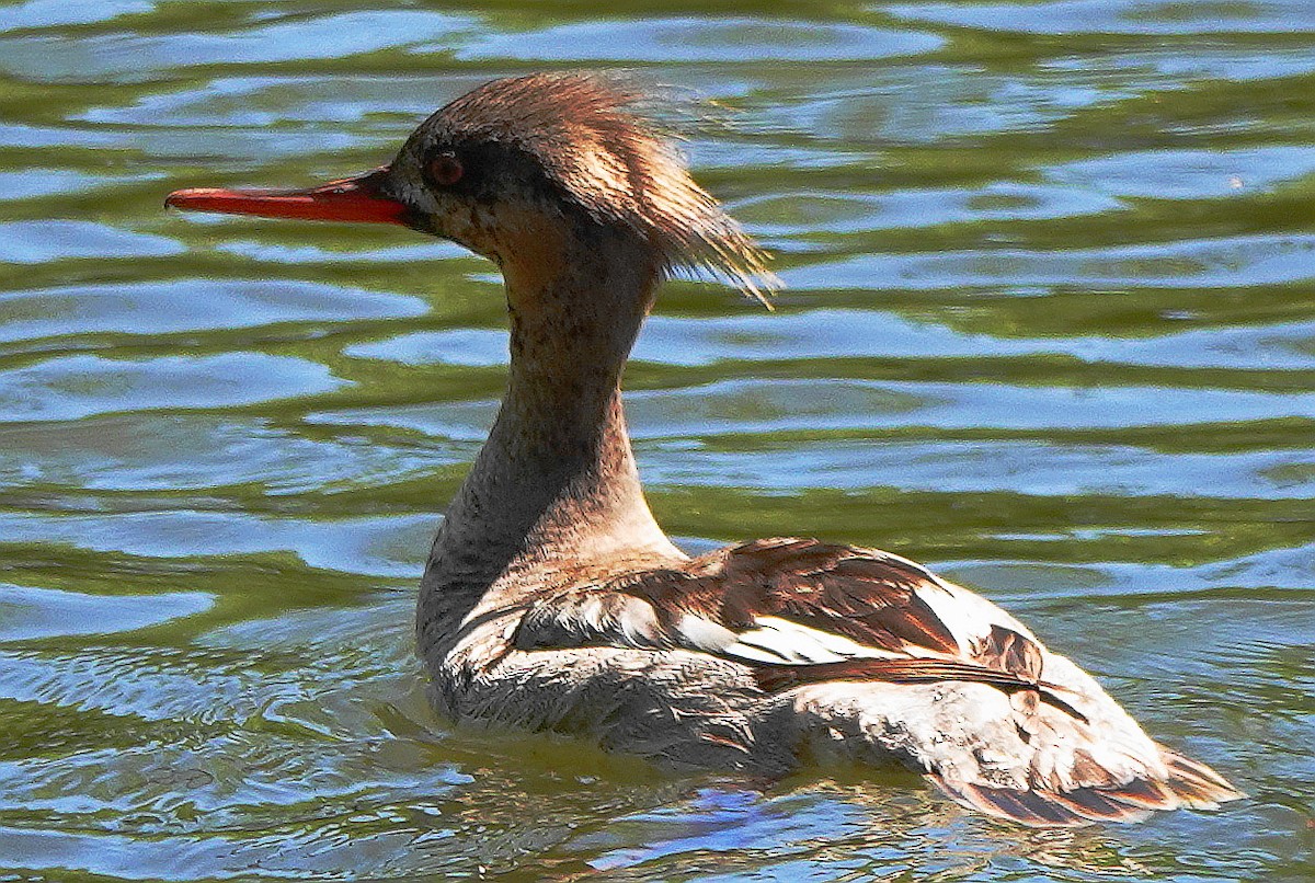 Red-breasted Merganser - John Fields