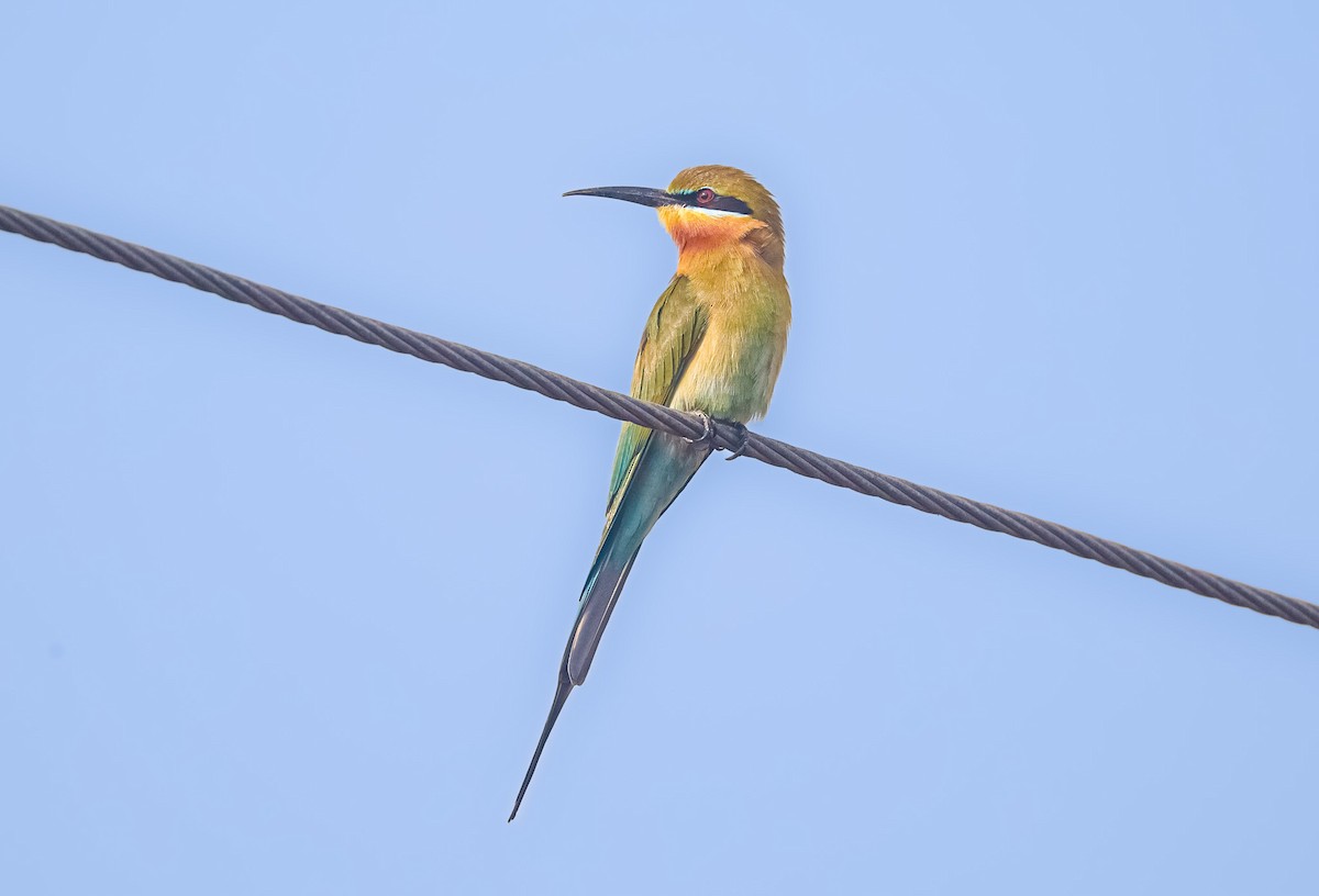 Blue-tailed Bee-eater - Akshat K