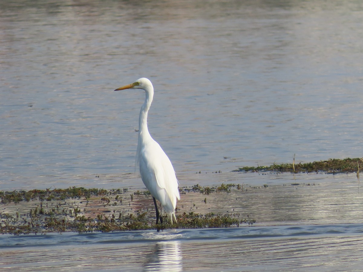 Medium Egret - Shilpa Gadgil