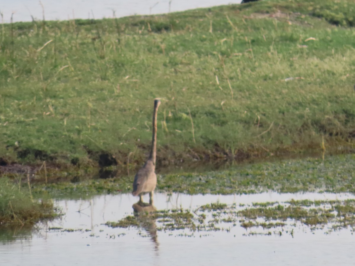 Purple Heron - Shilpa Gadgil