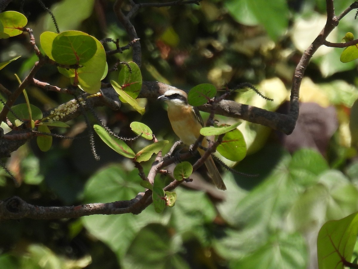 Brown Shrike - Helen Erskine-Behr