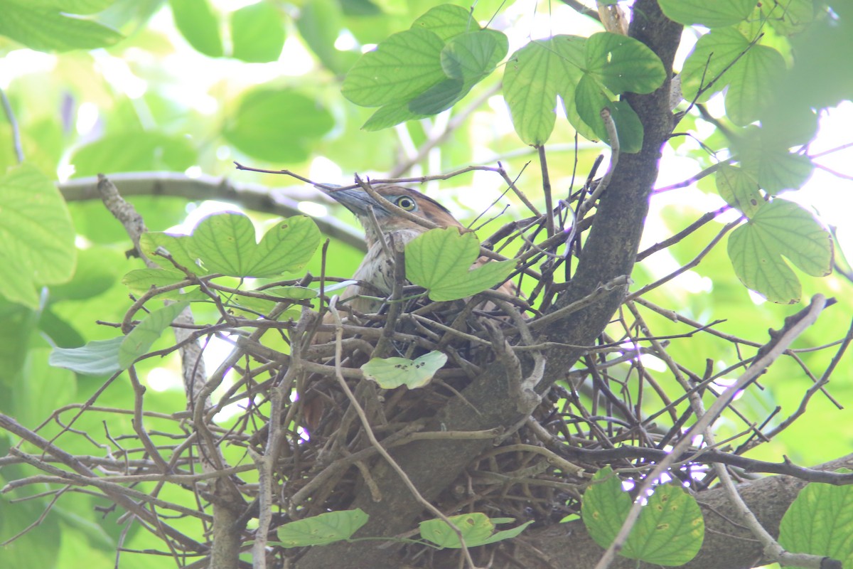 Malayan Night Heron - Chengheng Hu