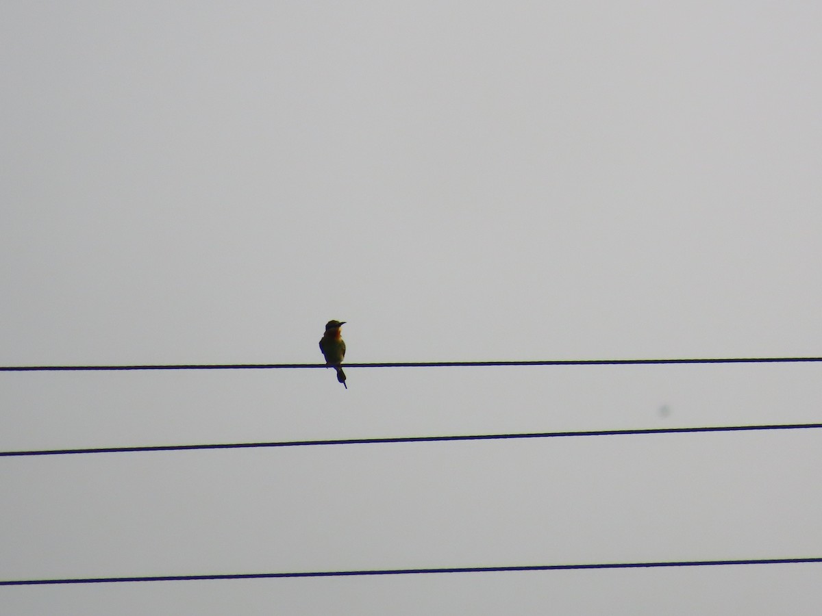 Blue-tailed Bee-eater - ML618254381