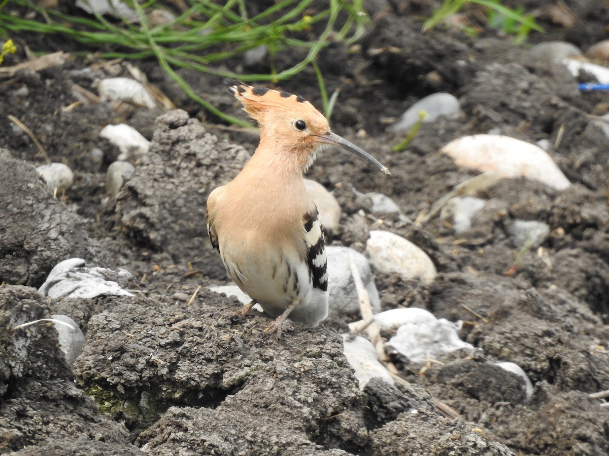 Eurasian Hoopoe - Philip Steiner