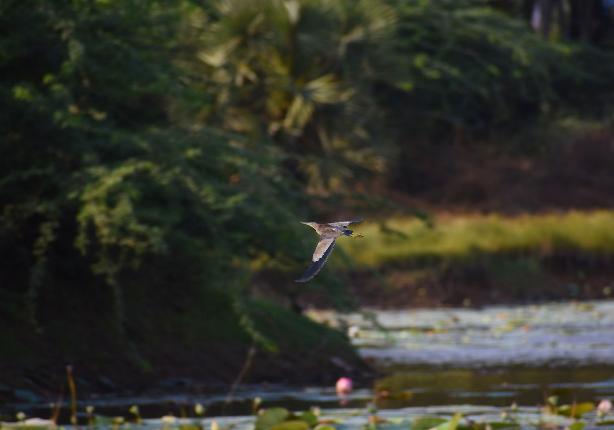 Yellow Bittern - Anand Birdlife