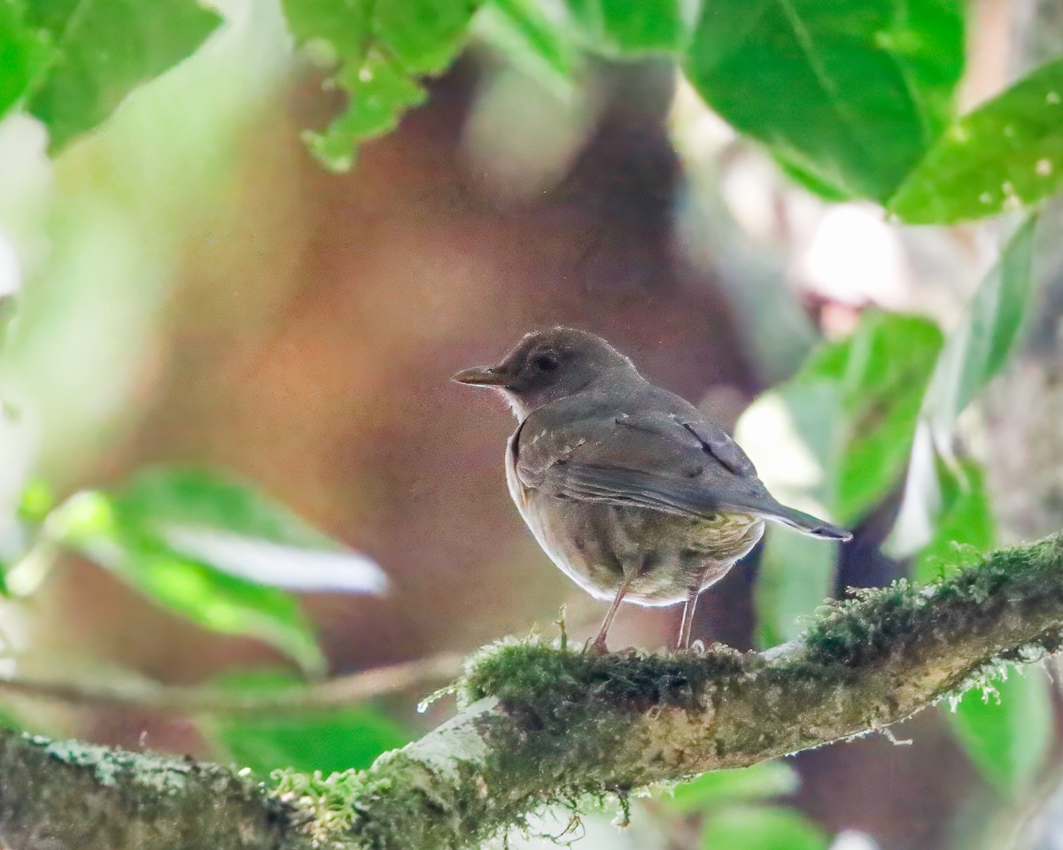 Mountain Thrush - Per Smith