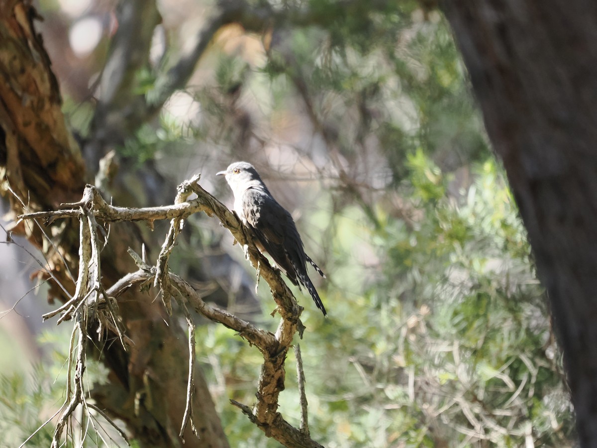 Fan-tailed Cuckoo - Stephen Bruce