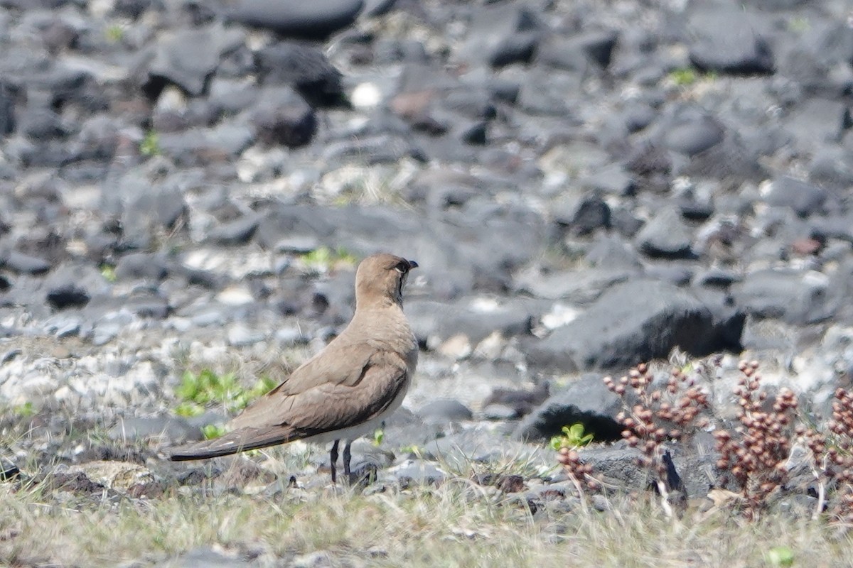 Oriental Pratincole - Masayuki Shimada (Japan-Birding)