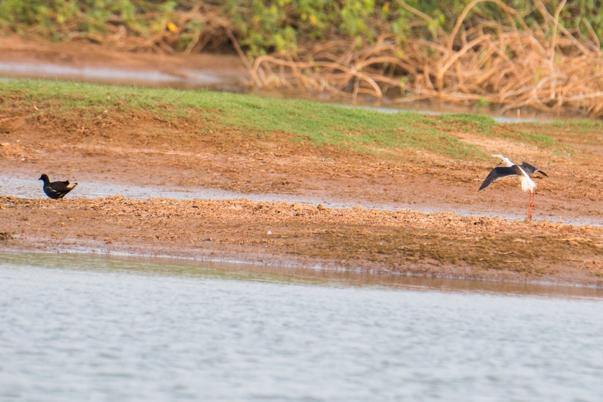 Eurasian Moorhen - Ashok Kolluru