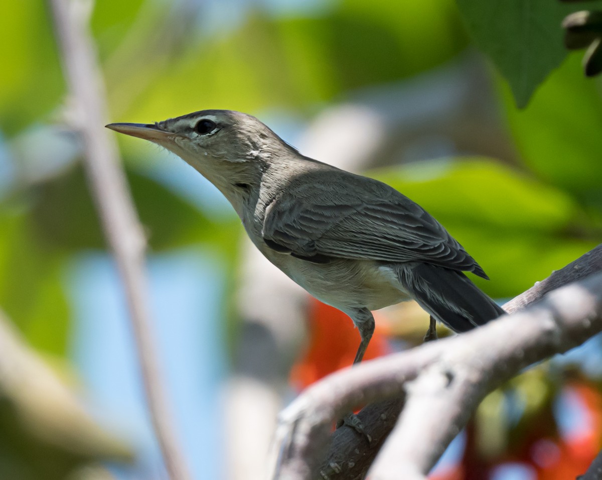 Upcher's Warbler - chandana roy