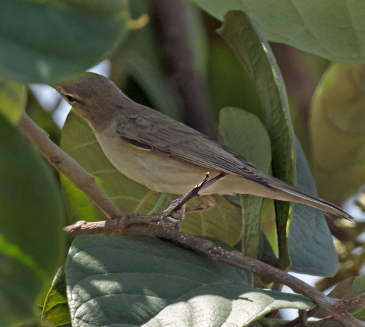 Upcher's Warbler - chandana roy