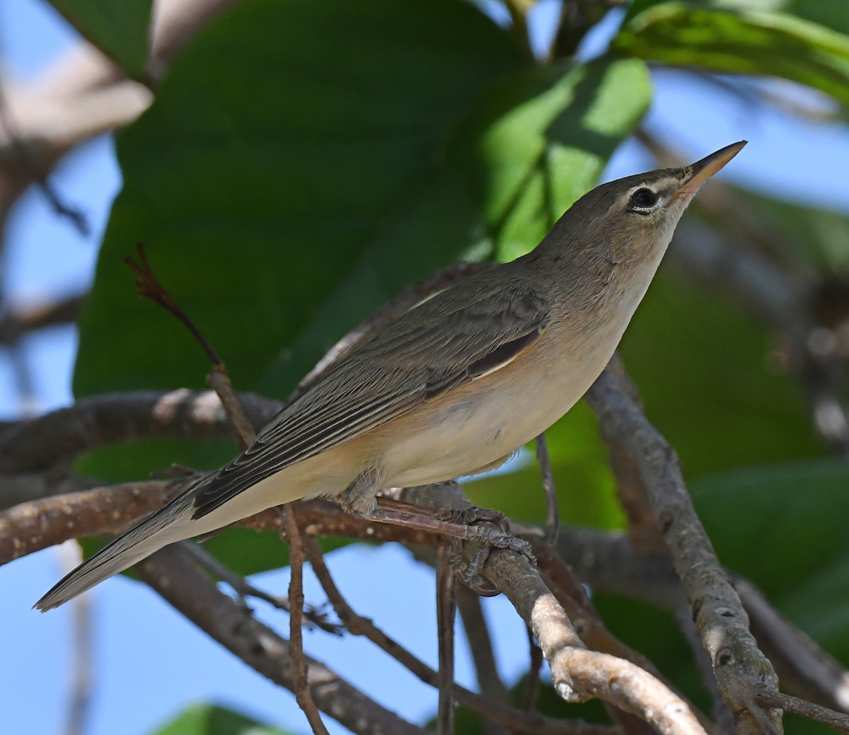 Upcher's Warbler - chandana roy