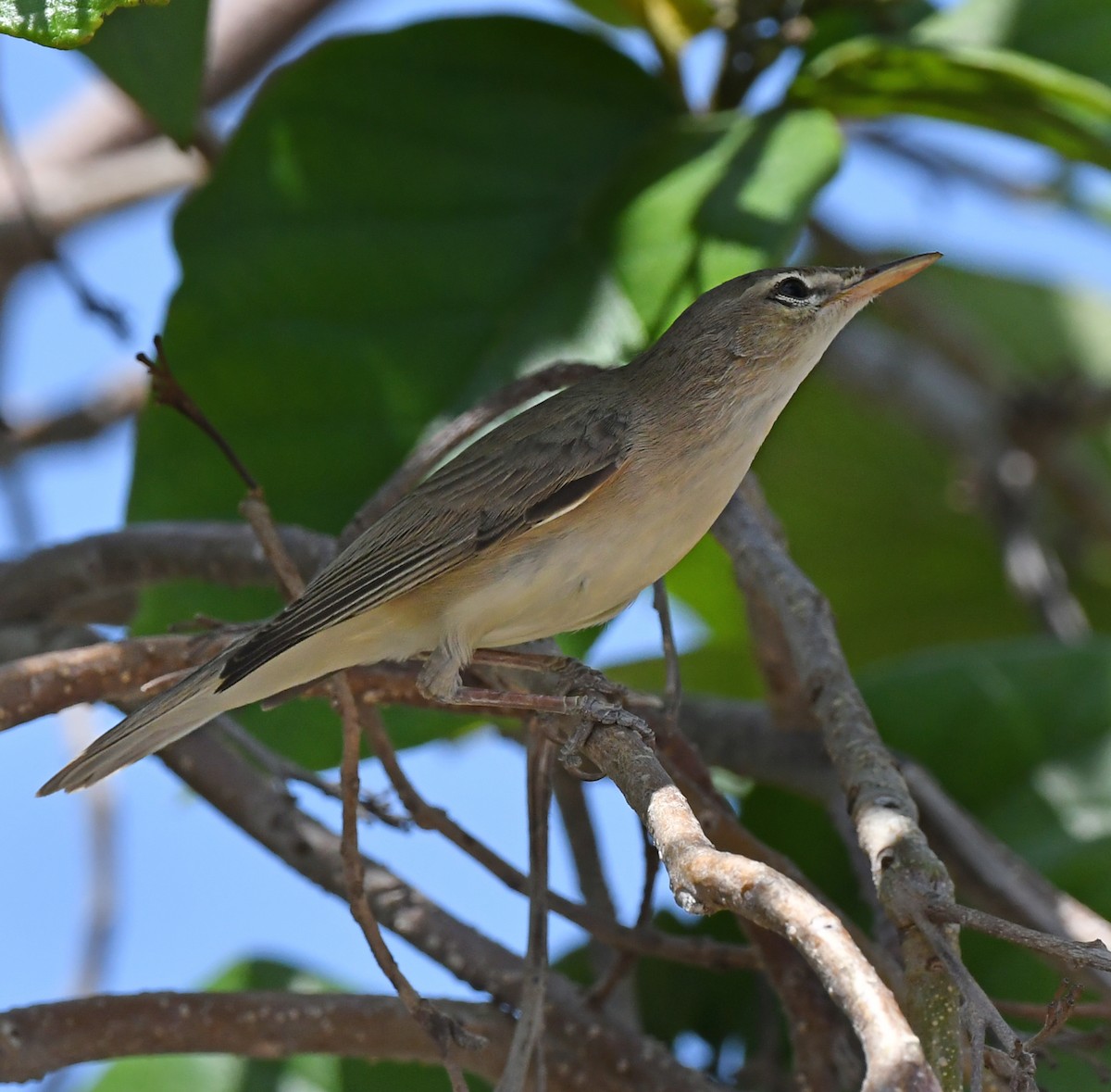 Upcher's Warbler - chandana roy