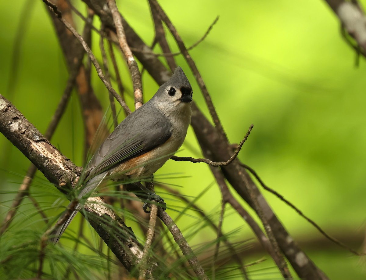 Tufted Titmouse - Thomas Smith