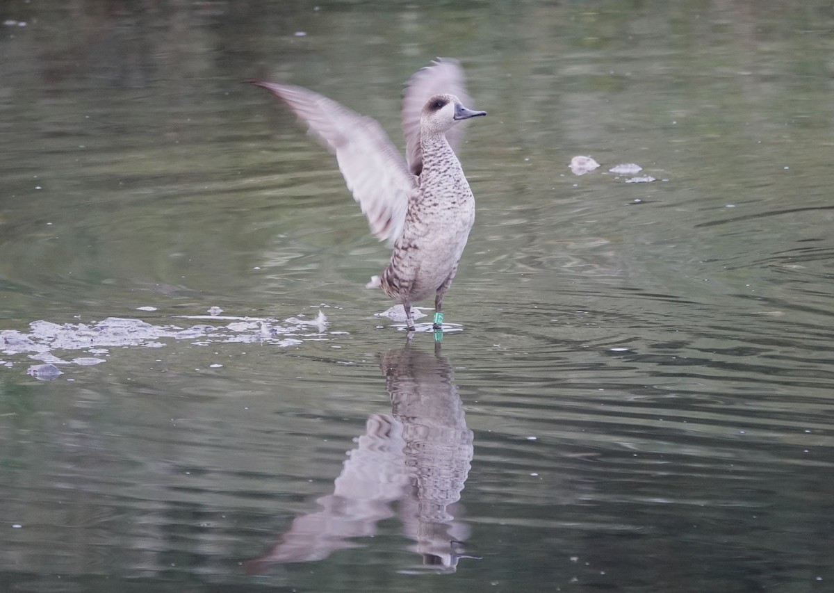 Marbled Duck - Juan Ramírez