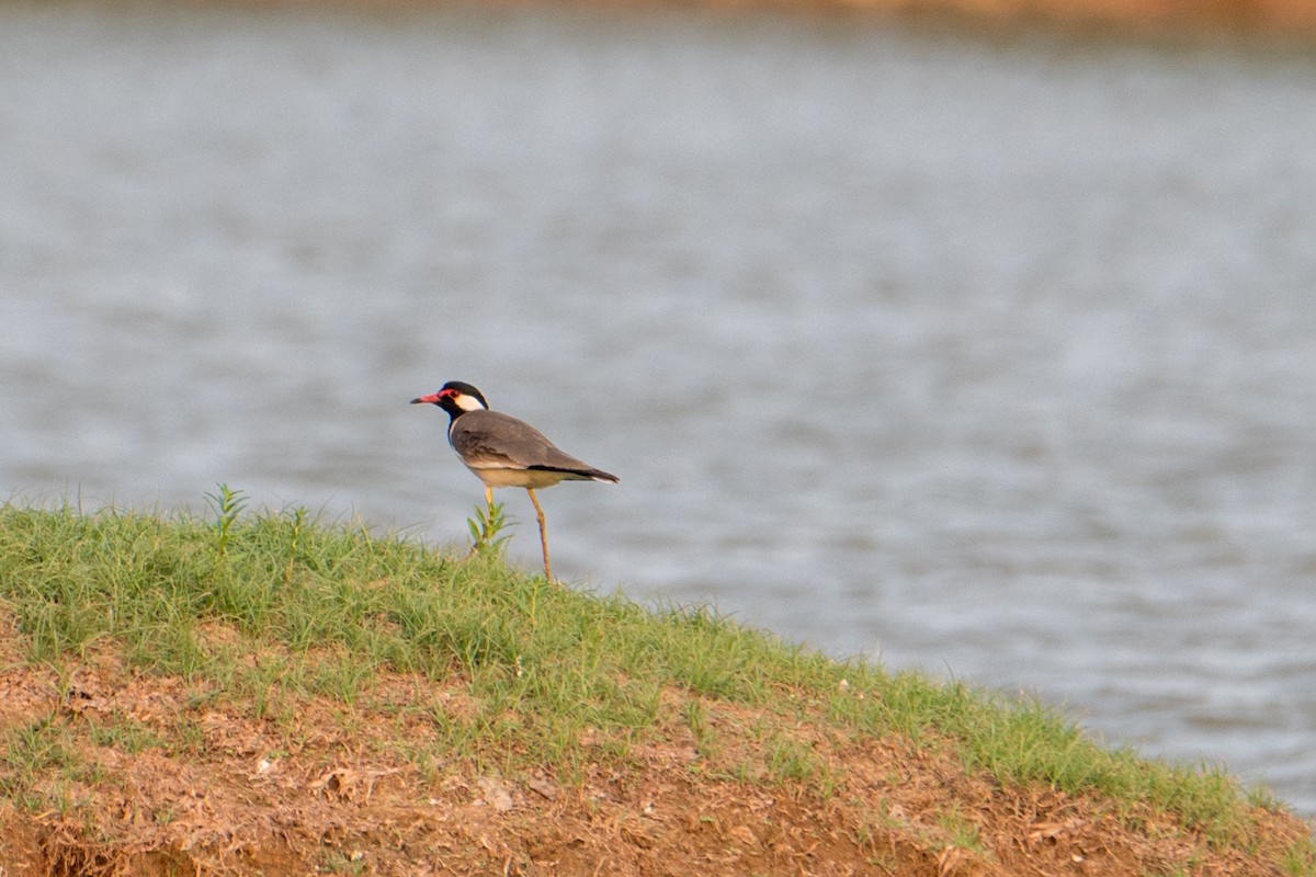 Red-wattled Lapwing - Ashok Kolluru