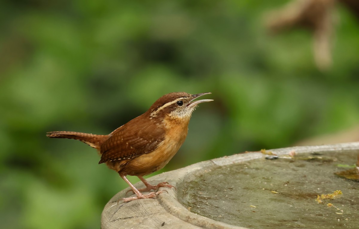 Carolina Wren - Thomas Smith